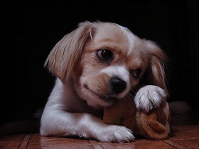 poor dog toy