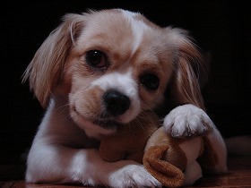 poor dog toy