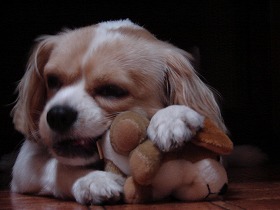 poor dog toy