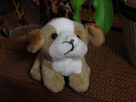 poor dog toy