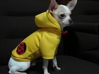 NANA★PARUさんの犬服