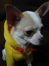 NANA★PARUさんの犬服