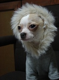 NANA★PARUさんの犬服