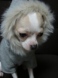 NANA★PARUさんの犬服