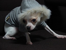 NANA★ＰＡＲＵさんの犬服