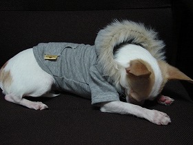 NANA★ＰＡＲＵさんの犬服