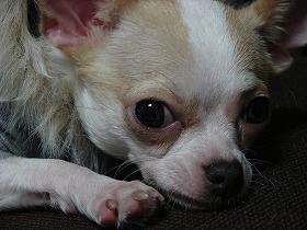 NANA★PARUさんの犬服