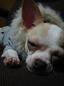 NANA★PARUさんの犬服