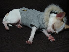 NANA★PARUさんの犬服