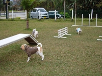 犬走る茶屋