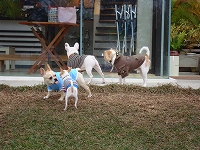 犬走る茶屋