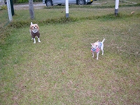 犬走る茶屋