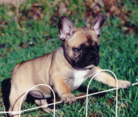 Satchmo's Sister