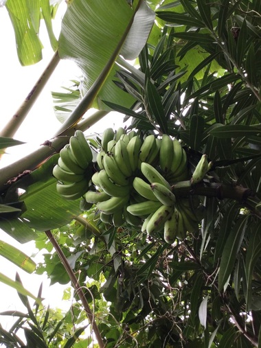 今年の初収穫・島バナナ