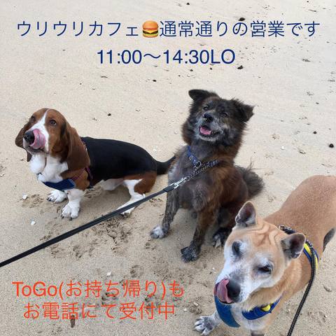 ウリウリカフェは、店内飲食とお持ち帰りで営業中 ウリウリカフェは、店内飲食とお持ち帰りで営業中