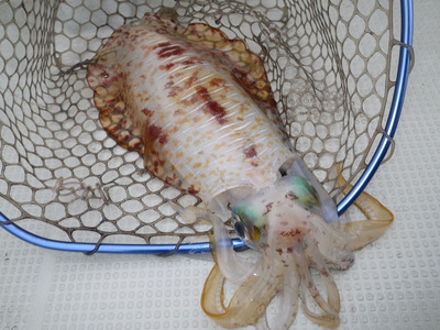 テスト釣行
