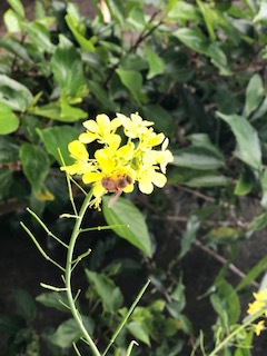 ミツバチ ミツバチ