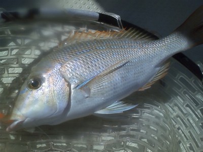 最近の釣果です
