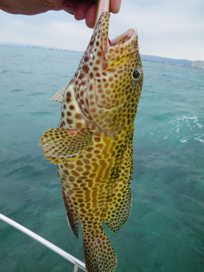 最近の釣果です