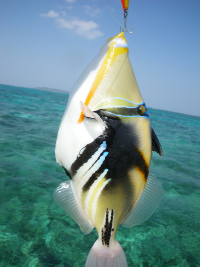 最近の釣果です