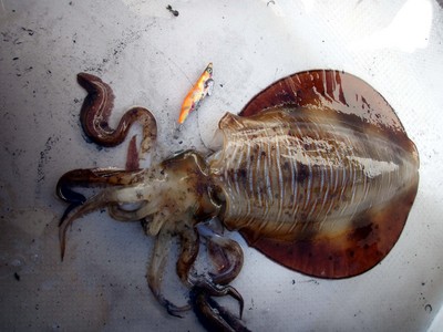 驚愕の、3.2キロ!捕獲!!