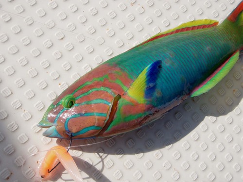 最近の釣果です