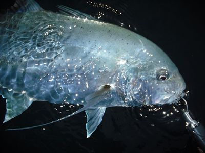 最近の釣果情報です。