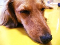 お江戸に帰る犬、家に帰る犬まっちゃ・・・。