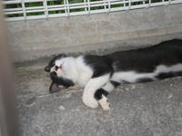 猫的な午後。 2007/10/22 15:57:34