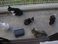 ある日の猫たち 2007/09/26 17:40:58