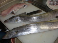 太刀魚で～す。 2007/05/02 22:35:52