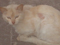 敵キャラ。 2007/05/26 17:08:32