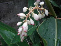 月桃の花 2007/06/11 11:39:24