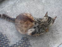 シマー、ヤンキーになる。 2007/06/06 00:19:39