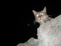 月夜のシマー 2007/06/11 11:56:07