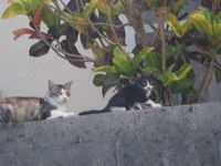 アーミーの子猫。参上！！ 2007/08/03 21:01:06
