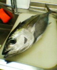 まぐろ〜 2007/05/10 17:33:00