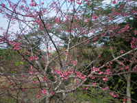 桜と蝶？ 2008/02/15 10:51:45