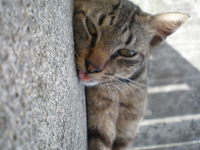 シマー。暑さにバテ気味。 2007/06/27 18:27:35