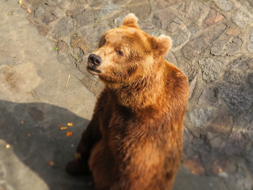 上海動物園&中国版新幹線レポート 上海動物園&中国版新幹線レポート
