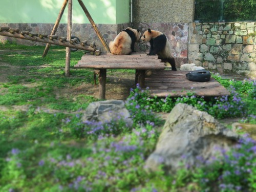 上海動物園&中国版新幹線レポート 上海動物園&中国版新幹線レポート