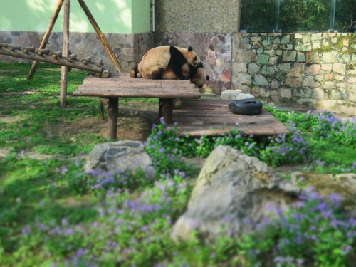 上海動物園&中国版新幹線レポート 上海動物園&中国版新幹線レポート