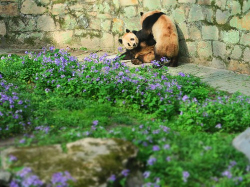 上海動物園&中国版新幹線レポート 上海動物園&中国版新幹線レポート