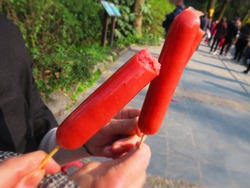 上海動物園&中国版新幹線レポート 上海動物園&中国版新幹線レポート