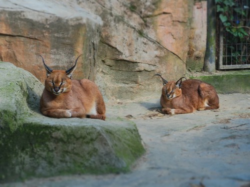 上海動物園&中国版新幹線レポート 上海動物園&中国版新幹線レポート