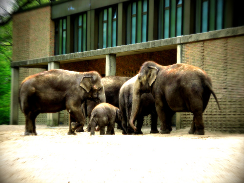 ドイツ&チェコの旅1日目②ベルリン動物園