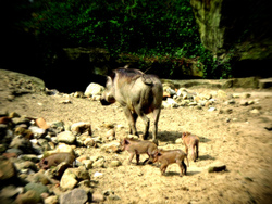 ドイツ&チェコの旅1日目②ベルリン動物園