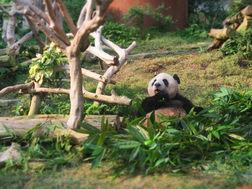 今年2度目の香港&初めてのマカオ旅③マカオ飯&パンダ動物園 今年2度目の香港&初めてのマカオ旅③マカオ飯&パンダ動物園