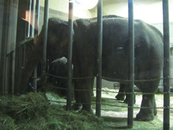 ポートランドで夜の動物園 ポートランドで夜の動物園
