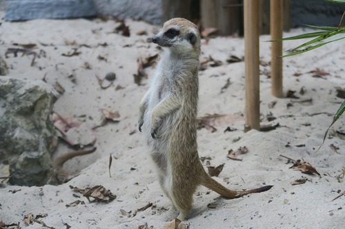 親連れて高雄に行ってきたよ⑪空港見送り、高雄動物園 親連れて高雄に行ってきたよ⑪空港見送り、高雄動物園